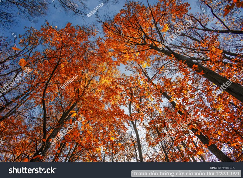 Tranh dán tường cây cối mùa thu T321-091